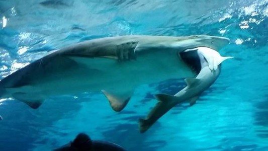 Video: un tiburón se comió a otro en un acuario