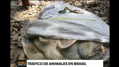 Guerra entre policías y traficantes de animales en Brasil