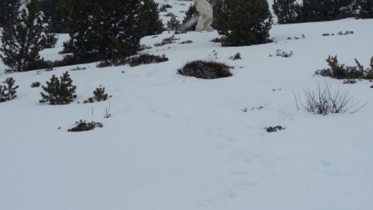 #EsViral ¿Es éste el abominable "hombre de las nieves"?
