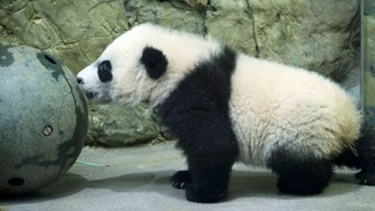 #EsViral: El bebé panda que trepa por primera vez un árbol
