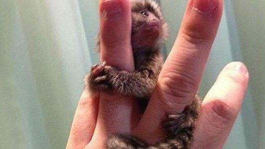 El mono tití pigmeo chino que es viral