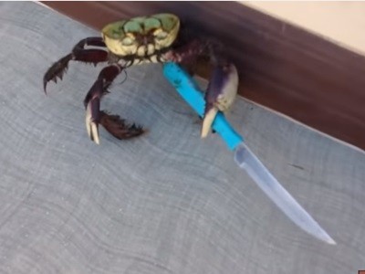 #EsViral El cangrejo D'Artragnan se defiende