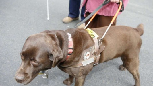 España: agreden a mujer no vidente por entrar con su perro guía en un comercio