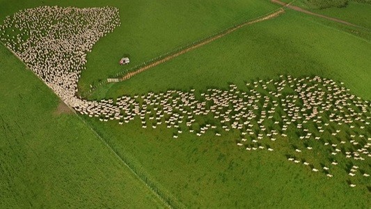 #EsViral Un "río de ovejas" visto desde el aire