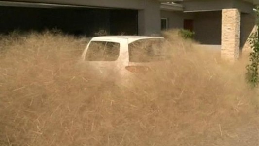 El "pánico peludo" desespera a un pueblo de Australia