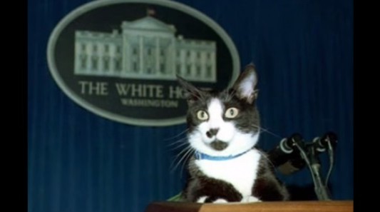 Por qué hoy se celebra el Día Internacional del Gato