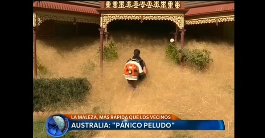 El "pánico peludo" que desespera a un pueblo de Australia
