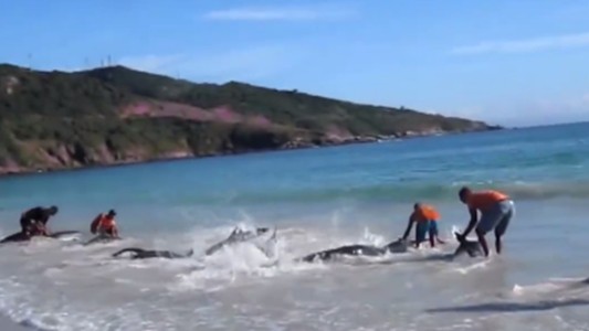 El emotivo rescate de delfines que quedaron varados en una playa de Brasil