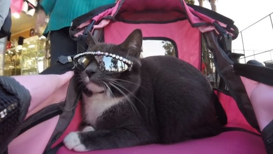 Bagel, la gatita sin párpados que es una estrella de las redes sociales