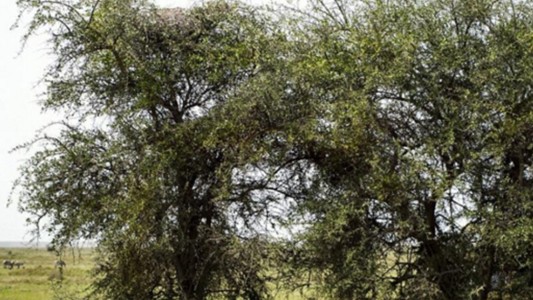 #EsViral: ¿podés encontrar al leopardo escondido?