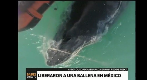 México: Liberan a una ballena atrapada en redes de pesca