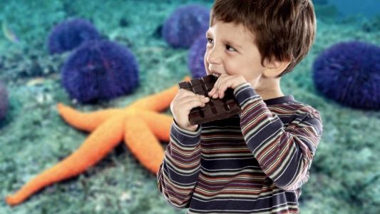 Crean un chocolate con sustancias de erizos y estrellas de mar, que mejora el metabolismo