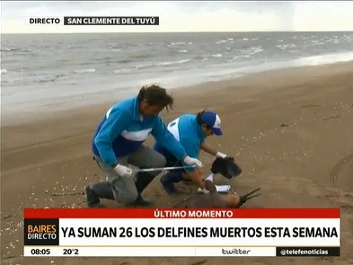 Aparecieron 23 delfines muertos en la playa