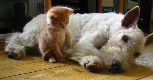 Un pueblo de España declaró a perros y gatos "vecinos no humanos"