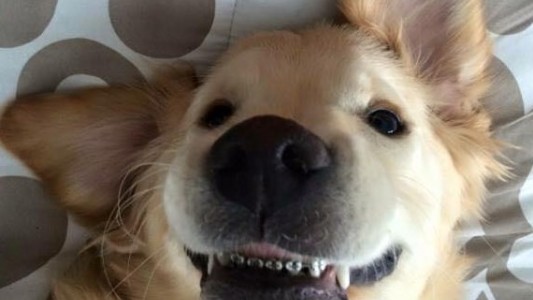El extraño caso del perro que tiene que usar brackets en los dientes