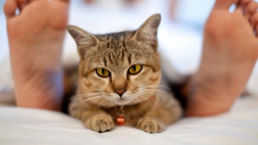 Investigación responde a la pregunta ¿es bueno o malo dormir con una mascota?