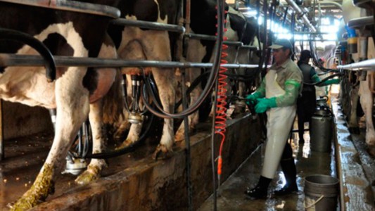 El Gobierno comprará el excedente de leche a los tamberos