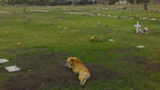 Un perro se acuesta sobre la tumba de su dueño y conmovió a los usuarios de Facebook