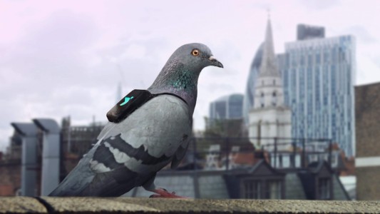 Usan palomas para medir la calidad del aire de Londres