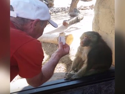 #EsViral El mono sorprendido por un truco de magia