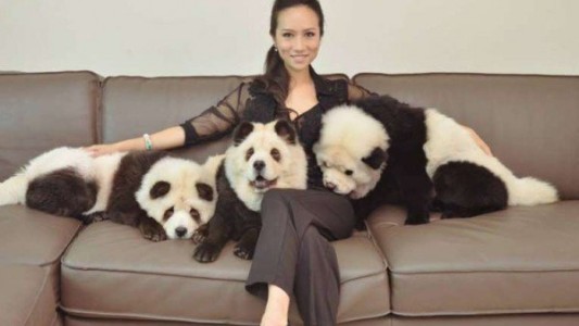Polémica por la mujer que convirtió a sus tres perros en osos panda