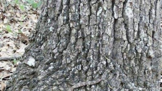 Nuevo viral: ¿podés encontrar al animal escondido en este árbol?