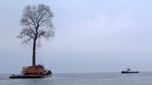 #EsViral: el enorme árbol que “nada” en el Mar Negro