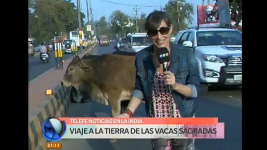 India: la tierra de las vacas sagradas