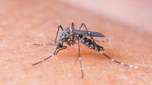 Descubren por qué los mosquitos pican más a unas personas que a otras