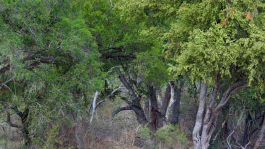 #EsViral: ¿podés encontrar los leopardos escondidos?