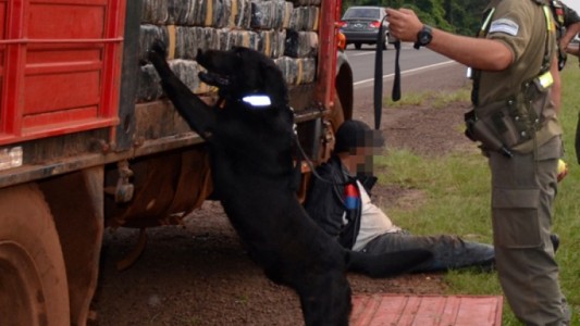 Un perro antidrogas detectó más de 800 kilos de marihuana en Formosa