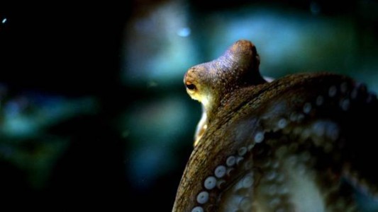 La fuga de Inky: la historia del pulpo que se escapó de un acuario