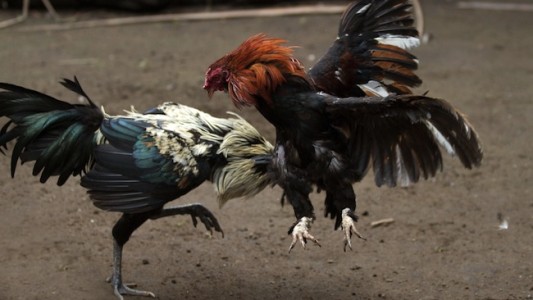 Acusan a comisario de robar los fondos incautados en una riña de gallos