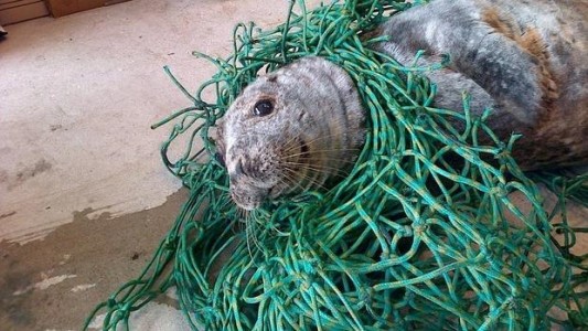 Fotos: salvaron a una foca de morir "enredada"