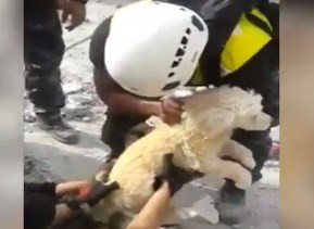Terremoto en Ecuador: el emotivo rescate de un perro de los escombros