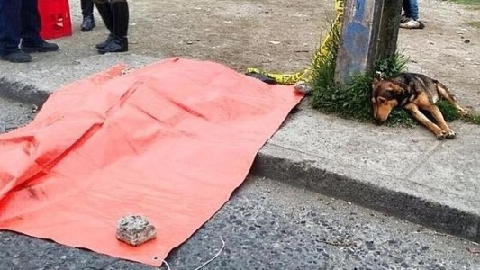 El perro que no puede separarse del cadáver de su dueño, llena de tristeza a Facebook