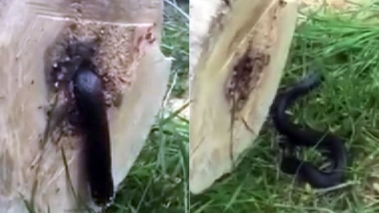 Video: cortó un árbol y halló una sorpresa en el centro