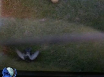 Le tiraron una paloma muerta a un jugador