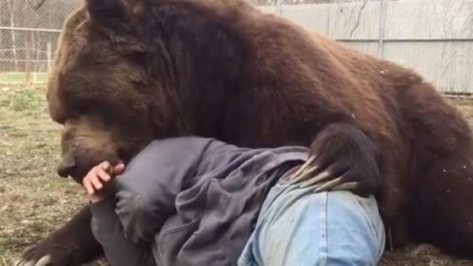 Video: los riesgos de dormir la siesta con un oso