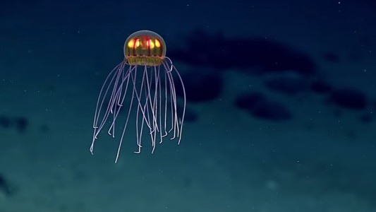 Hipnótica medusa de "otro planeta" aparece a 3.700 metros de profundidad