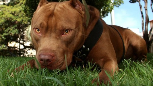 Otro ataque de un pitbull: desfiguró el rostro de un bebé