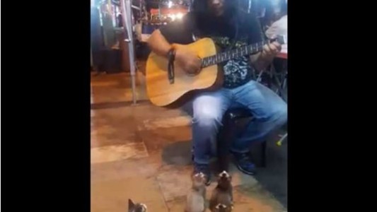 La historia de los cuatro gatitos fanáticos del artista callejero de Malasia