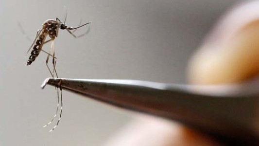 Detectaron en España el primer caso de microcefalia en un feto por zika