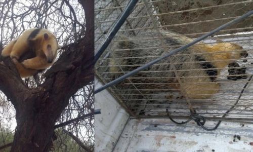 Un vecino de La Rioja encontró un oso melero en su casa