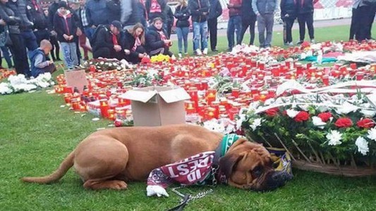 La conmovedora imagen de un perro en el funeral de un futbolista