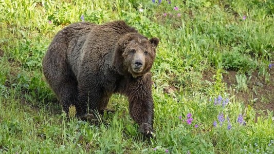 Cazador ilegal mató a "Scarface", emblema de los osos de Yellowstone