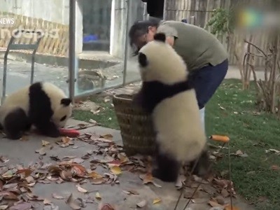 #EsViral La tierna imagen de los panda juguetones