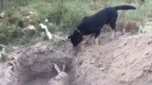 Video: perro enterró a su amigo que murió envenenado