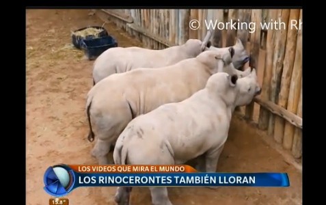 Vandalismo panda y rinocerontes llorones, en los videos que mira el mundo