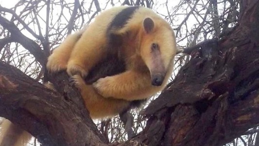 La Rioja: cazadores furtivos mataron a un oso melero, especie en peligro de extinción